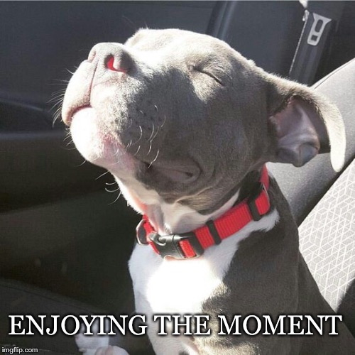 Naturally present | ENJOYING THE MOMENT | image tagged in dog,sunshine,puppy,enjoying,moment,present | made w/ Imgflip meme maker