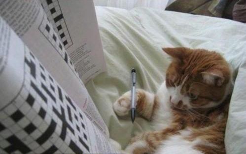 contented cat sounds crossword