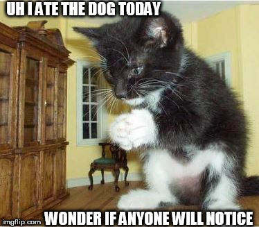Cat ZILLA ate our dog! | UH I ATE THE DOG TODAY; WONDER IF ANYONE WILL NOTICE | image tagged in huge cat,cat ate dog,big cat small room | made w/ Imgflip meme maker