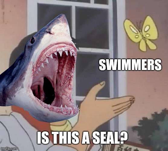 Shark Week Meme | SWIMMERS; IS THIS A SEAL? | image tagged in shark week,shark,seals,swimmers,shark attack | made w/ Imgflip meme maker