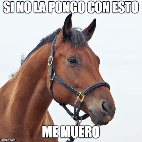 SI NO LA PONGO CON ESTO; ME MUERO | image tagged in caballo si no la pongo | made w/ Imgflip meme maker
