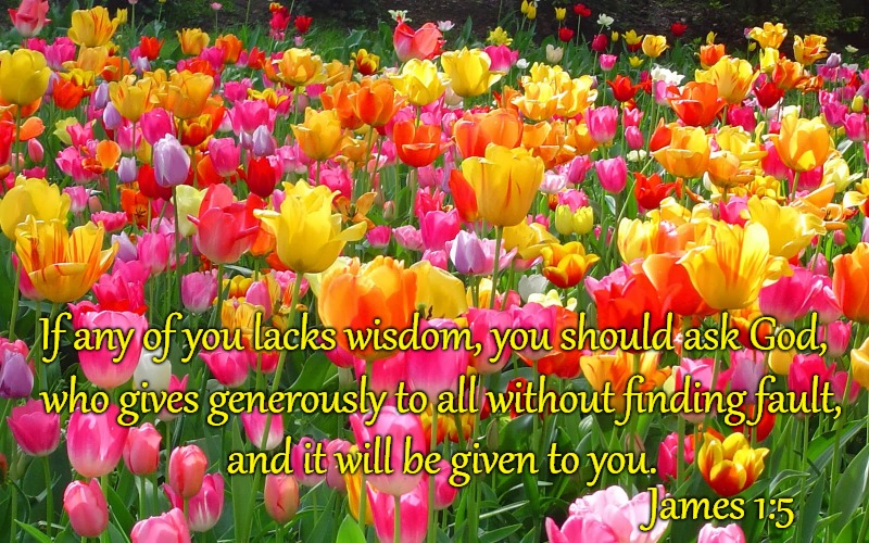 James 1:5 Ask God for Wisdom | If any of you lacks wisdom, you should ask God, who gives generously to all without finding fault, and it will be given to you. James 1:5 | image tagged in bible,holy bible,bible verse,holy spirit,god,verse | made w/ Imgflip meme maker