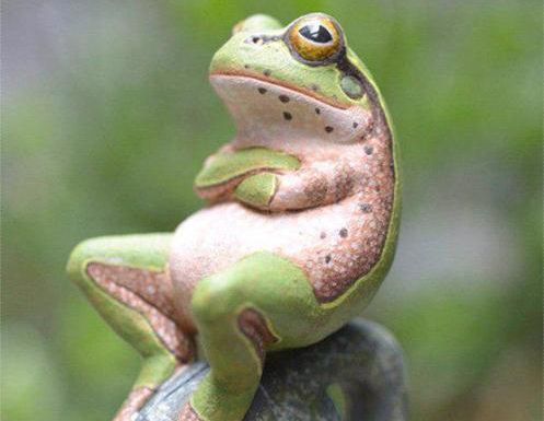 frog crossed arms Blank Meme Template