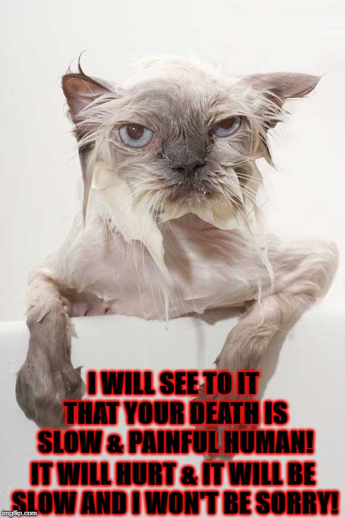 WET AND ENRAGED | I WILL SEE TO IT THAT YOUR DEATH IS SLOW & PAINFUL HUMAN! IT WILL HURT & IT WILL BE SLOW AND I WON'T BE SORRY! | image tagged in wet and enraged | made w/ Imgflip meme maker