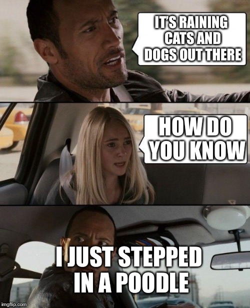 The Rock Driving Meme | IT’S RAINING CATS AND DOGS OUT THERE; HOW DO YOU KNOW; I JUST STEPPED IN A POODLE | image tagged in memes,the rock driving,funny memes,jokes | made w/ Imgflip meme maker