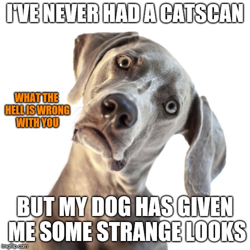 Some say I'm sick... | I'VE NEVER HAD A CATSCAN; WHAT THE HELL IS WRONG WITH YOU; BUT MY DOG HAS GIVEN ME SOME STRANGE LOOKS | image tagged in confused dog | made w/ Imgflip meme maker