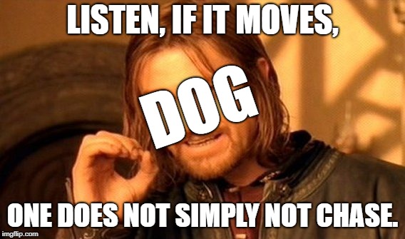 One Does Not Simply Meme | LISTEN, IF IT MOVES, DOG; ONE DOES NOT SIMPLY NOT CHASE. | image tagged in memes,one does not simply | made w/ Imgflip meme maker