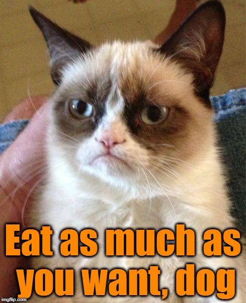 Grumpy Cat Meme | Eat as much as you want, dog | image tagged in memes,grumpy cat | made w/ Imgflip meme maker