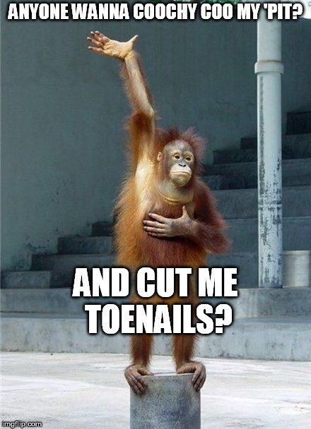 Monkey Raising Hand | ANYONE WANNA COOCHY COO MY 'PIT? AND CUT ME TOENAILS? | image tagged in monkey raising hand | made w/ Imgflip meme maker