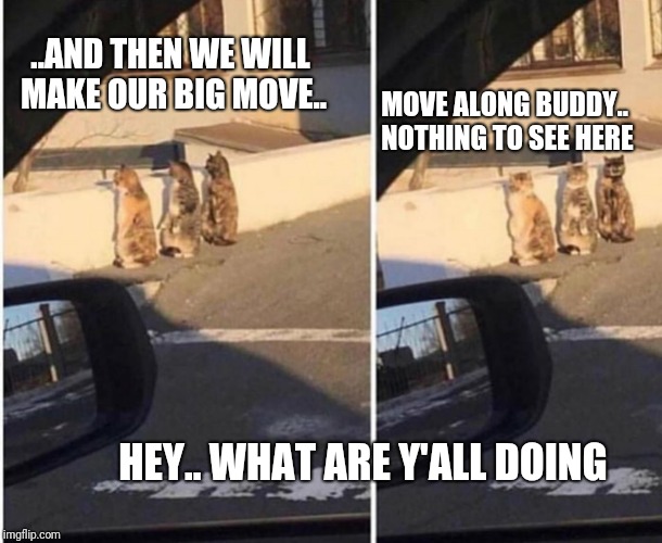 ..AND THEN WE WILL MAKE OUR BIG MOVE.. MOVE ALONG BUDDY.. NOTHING TO SEE HERE; HEY.. WHAT ARE Y'ALL DOING | image tagged in cats up to no good | made w/ Imgflip meme maker