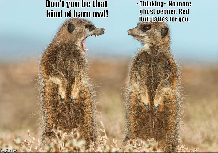 Wildlife comedy | Don't you be that kind of barn owl! ~Thinking~ No more ghost pepper, Red Bull, lattes for you. | image tagged in wildlife comedy | made w/ Imgflip meme maker