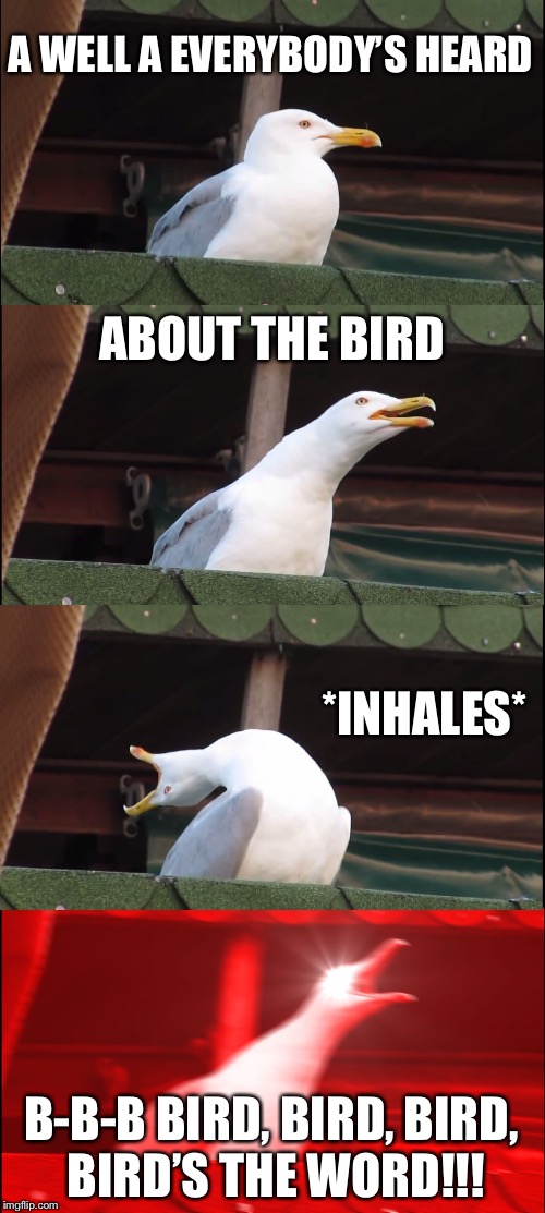 This Meme is a Tribute to “The Trashmen” And Their Hit Single “Surfin’ Bird” | A WELL A EVERYBODY’S HEARD; ABOUT THE BIRD; *INHALES*; B-B-B BIRD, BIRD, BIRD, BIRD’S THE WORD!!! | image tagged in memes,inhaling seagull,music,bird | made w/ Imgflip meme maker