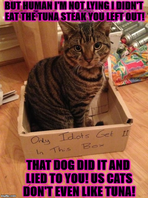 BUT HUMAN I'M NOT LYING I DIDN'T EAT THE TUNA STEAK YOU LEFT OUT! THAT DOG DID IT AND LIED TO YOU! US CATS DON'T EVEN LIKE TUNA! | image tagged in only idiots | made w/ Imgflip meme maker