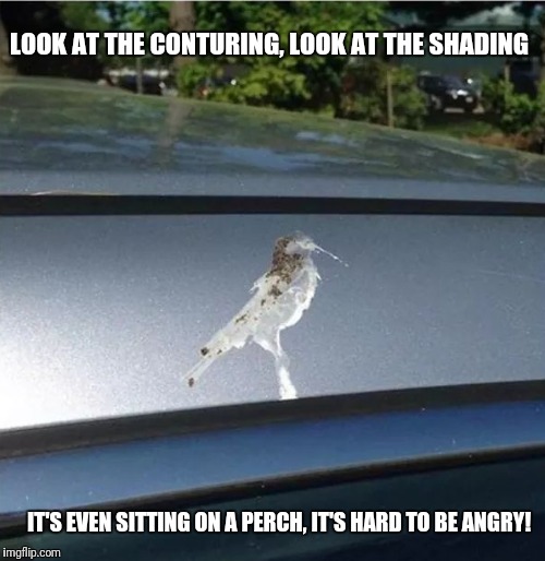 Picasso bird shit! | LOOK AT THE CONTURING, LOOK AT THE SHADING; IT'S EVEN SITTING ON A PERCH, IT'S HARD TO BE ANGRY! | image tagged in funny bird,funny bird shit | made w/ Imgflip meme maker