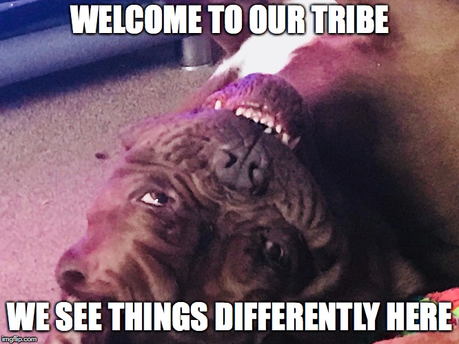 Welcome | WELCOME TO OUR TRIBE; WE SEE THINGS DIFFERENTLY HERE | image tagged in funny dogs,welcome,tribes | made w/ Imgflip meme maker