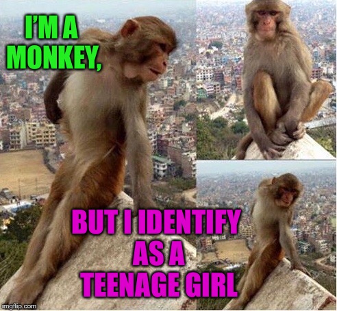The New Trans-speciesism |  I’M A MONKEY, BUT I IDENTIFY AS A TEENAGE GIRL | image tagged in monkey,gender identity,teenager,funny animals,funny memes | made w/ Imgflip meme maker