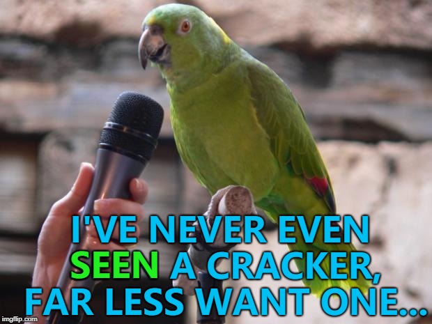 Don't ask him about pirates... :) | I'VE NEVER EVEN SEEN A CRACKER, FAR LESS WANT ONE... SEEN | image tagged in parrot,memes,animals | made w/ Imgflip meme maker
