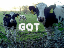 Got Our Milk? | image tagged in gifs,cows | made w/ Imgflip images-to-gif maker