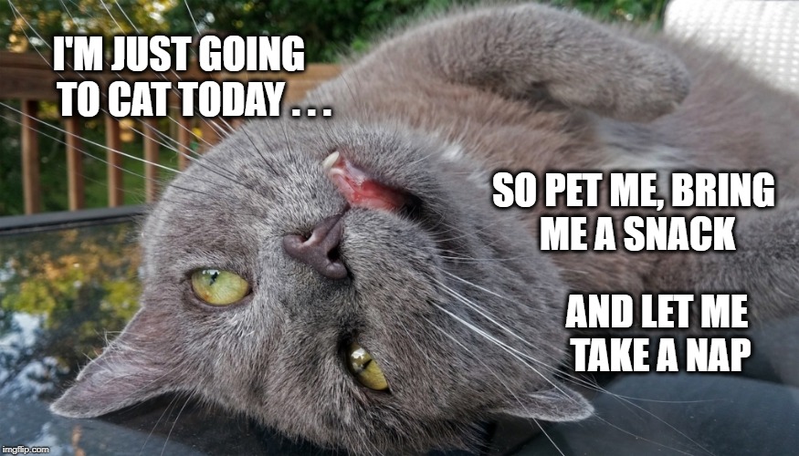 I should take a nap cat. | I'M JUST GOING    TO CAT TODAY . . . SO PET ME, BRING ME A SNACK; AND LET ME TAKE A NAP | image tagged in cat,nap,snack,relax,just chillin',no adulting | made w/ Imgflip meme maker