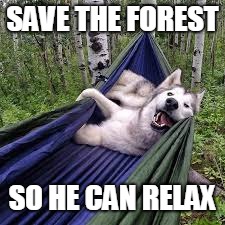 SAVE THE FOREST SO HE CAN RELAX | made w/ Imgflip meme maker