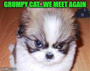 GRUMPY CAT...WE MEET AGAIN | made w/ Imgflip meme maker