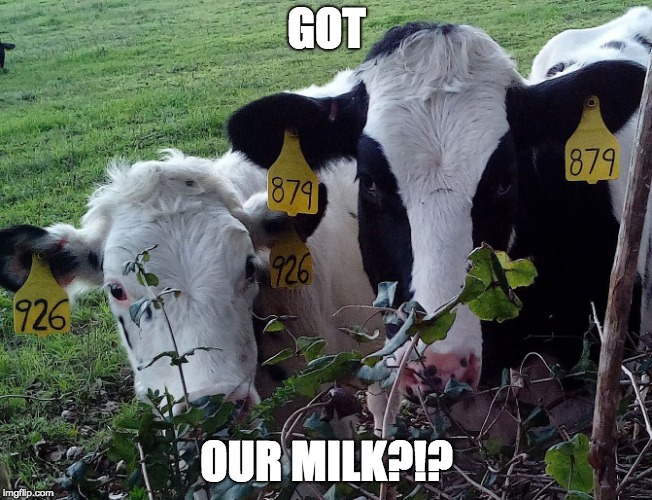 GOT OUR MILK | GOT; OUR MILK?!? | image tagged in cows | made w/ Imgflip meme maker