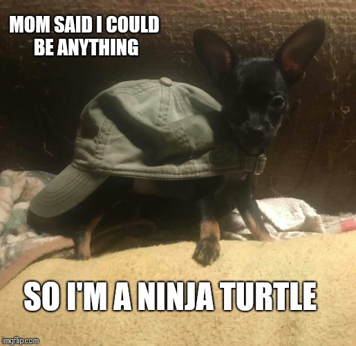 Ninja pup | MOM SAID I COULD BE ANYTHING; SO I'M A NINJA TURTLE | image tagged in ninja,teenage mutant ninja turtles,cute puppies,meme,imgflip | made w/ Imgflip meme maker
