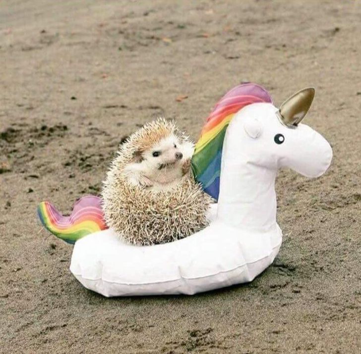 Hedgehog Unicorn Blank Meme Template