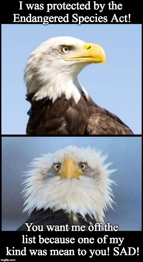 Bald Eagle - Endangered species act |  I was protected by the Endangered Species Act! You want me off the list because one of my kind was mean to you! SAD! | image tagged in bald eagle,save endangered species,trump vrs nature,trump vrs wildlife,trump vrs environment,trump vrs mother nature | made w/ Imgflip meme maker