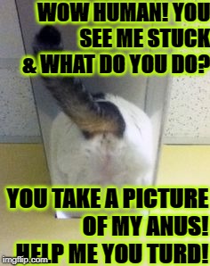 I NEEDS HELP | WOW HUMAN! YOU SEE ME STUCK & WHAT DO YOU DO? YOU TAKE A PICTURE OF MY ANUS! HELP ME YOU TURD! | image tagged in i needs help | made w/ Imgflip meme maker