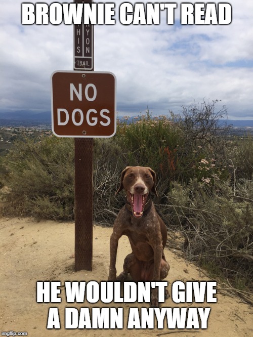 BROWNIE CAN'T READ; HE WOULDN'T GIVE A DAMN ANYWAY | image tagged in dog,dogs,funny,animals,cats | made w/ Imgflip meme maker