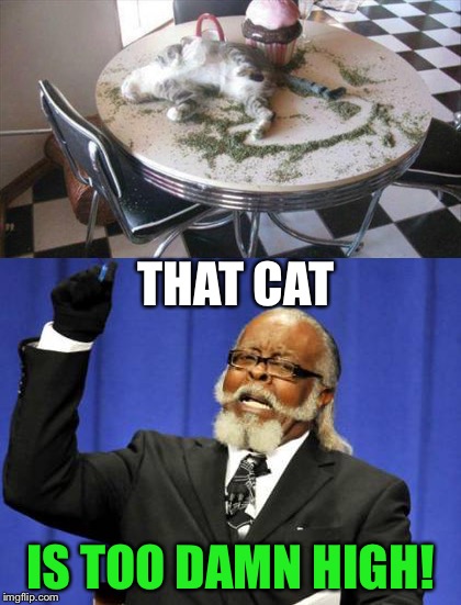 He nipped it in the bud. | THAT CAT; IS TOO DAMN HIGH! | image tagged in too damn high,cat,weed,memes,funny | made w/ Imgflip meme maker