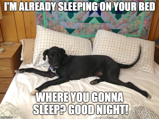 I'M ALREADY SLEEPING ON YOUR BED; WHERE YOU GONNA SLEEP? GOOD NIGHT! | made w/ Imgflip meme maker