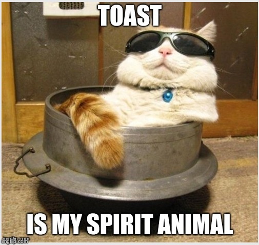 the cool cat | image tagged in cat | made w/ Imgflip meme maker