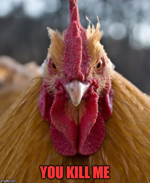 Angry Chicken | YOU KILL ME | image tagged in angry chicken | made w/ Imgflip meme maker