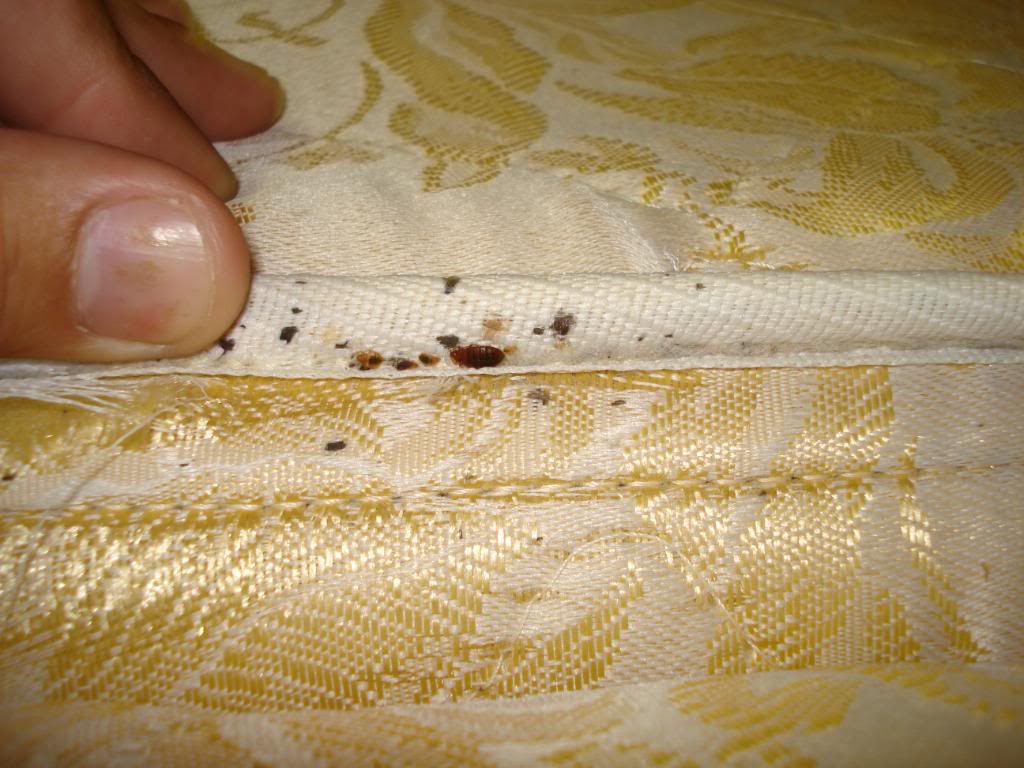bed bugs hotel mattress