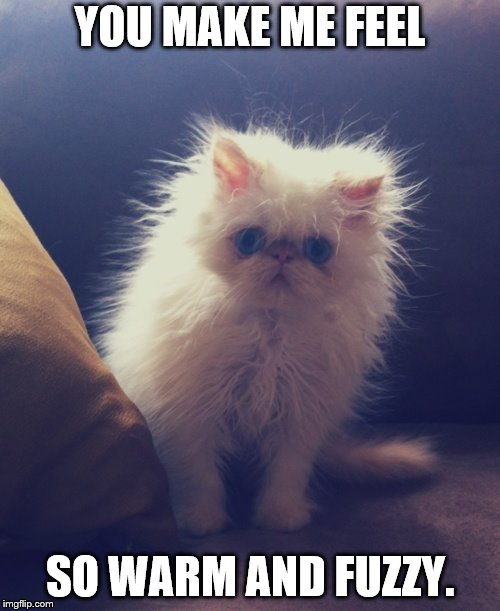 Fuzzy white kitten | YOU MAKE ME FEEL; SO WARM AND FUZZY. | image tagged in fuzzy white kitten | made w/ Imgflip meme maker