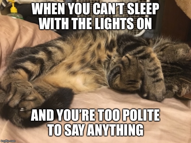 Can’t sleep with the Lights on  |  WHEN YOU CAN’T SLEEP WITH THE LIGHTS ON; AND YOU’RE TOO POLITE TO SAY ANYTHING | image tagged in cat nap | made w/ Imgflip meme maker