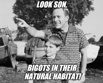 'Bigot-Watching'-this predatory species,capable of surprising feats of camouflage, is most prevalent in the Deep South.  | LOOK SON, BIGOTS IN THEIR NATURAL HABITAT! | image tagged in memes,look son,bigots | made w/ Imgflip meme maker