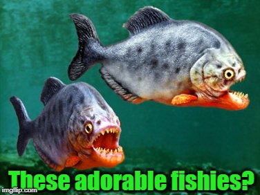 These adorable fishies? | made w/ Imgflip meme maker