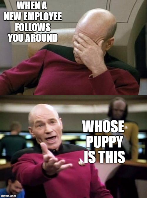 Just a pet peeve. New people are such a pain in the butt. Also, I'm an bunghole | WHEN A NEW EMPLOYEE FOLLOWS YOU AROUND; WHOSE PUPPY IS THIS | image tagged in random,work,captain picard facepalm | made w/ Imgflip meme maker