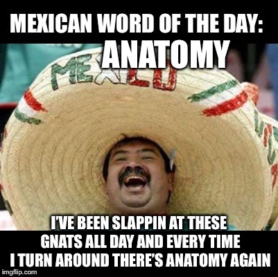 Mexican Word of the Day (LARGE) | ANATOMY; I’VE BEEN SLAPPIN AT THESE GNATS ALL DAY AND EVERY TIME I TURN AROUND THERE’S ANATOMY AGAIN | image tagged in mexican word of the day large | made w/ Imgflip meme maker