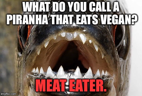Bad joke piranha | WHAT DO YOU CALL A PIRANHA THAT EATS VEGAN? MEAT EATER. | image tagged in bad joke piranha | made w/ Imgflip meme maker