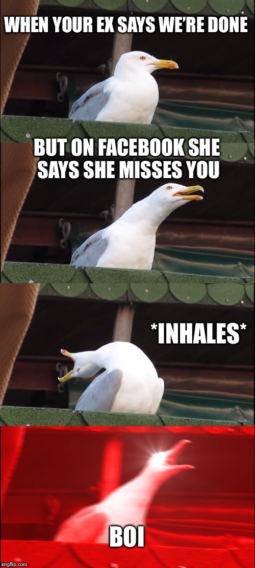 okay...run! | WHEN YOUR EX SAYS WE’RE DONE; BUT ON FACEBOOK SHE SAYS SHE MISSES YOU; *INHALES*; BOI | image tagged in memes,inhaling seagull | made w/ Imgflip meme maker