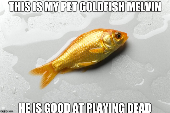 my pet fish | THIS IS MY PET GOLDFISH MELVIN; HE IS GOOD AT PLAYING DEAD | image tagged in lol so funny | made w/ Imgflip meme maker