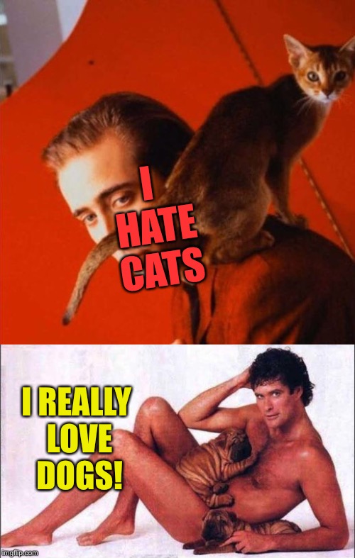 Nicolas Pinocchio and David Hasseldog | I HATE CATS; I REALLY LOVE DOGS! | image tagged in embarrassing,celebrity,photos,poor animals,funny memes | made w/ Imgflip meme maker