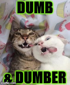 DUMB; & DUMBER | image tagged in dumb cats | made w/ Imgflip meme maker