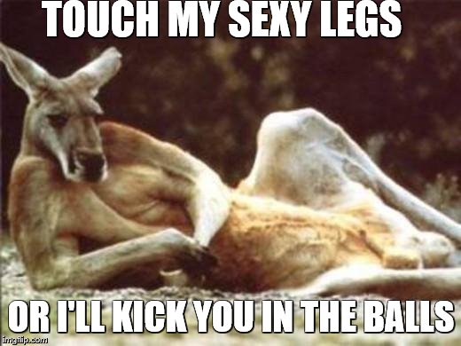 Kangaroo | TOUCH MY SEXY LEGS; OR I'LL KICK YOU IN THE BALLS | image tagged in kangaroo | made w/ Imgflip meme maker