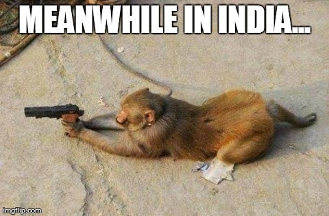 image tagged in funny,animals,monkeys,meanwhile in | made w/ Imgflip meme maker