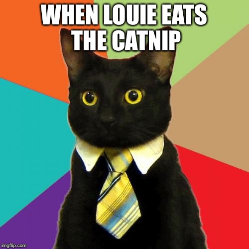 Business Cat | WHEN LOUIE EATS THE CATNIP | image tagged in memes,business cat | made w/ Imgflip meme maker